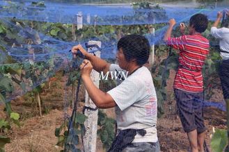 China Anti bird netting protect grape plants, HDPE100% proveedor