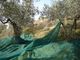 Olive Nets for olive harvest proveedor
